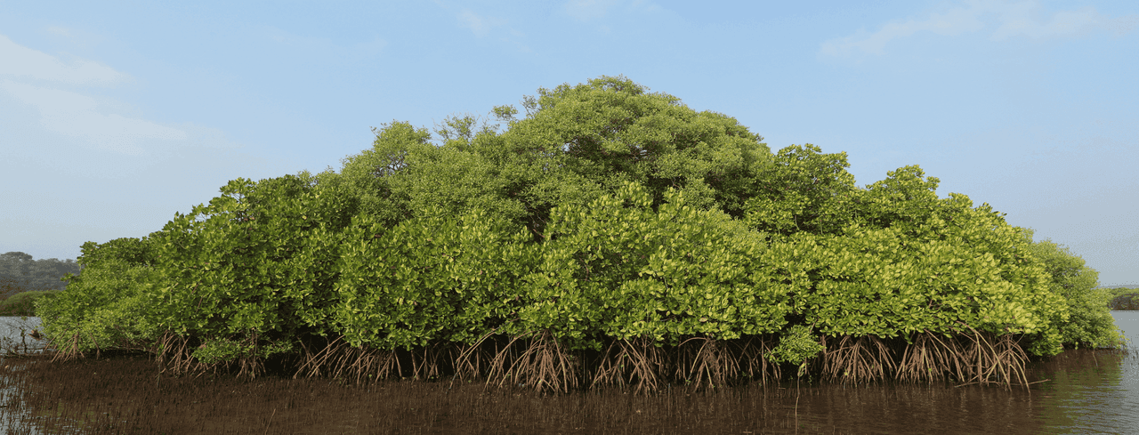 Mangrove Cell header