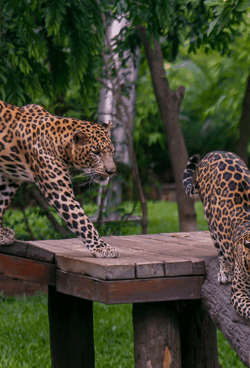 Mumbai Zoo (Veermata Jijabai Udyan) z6